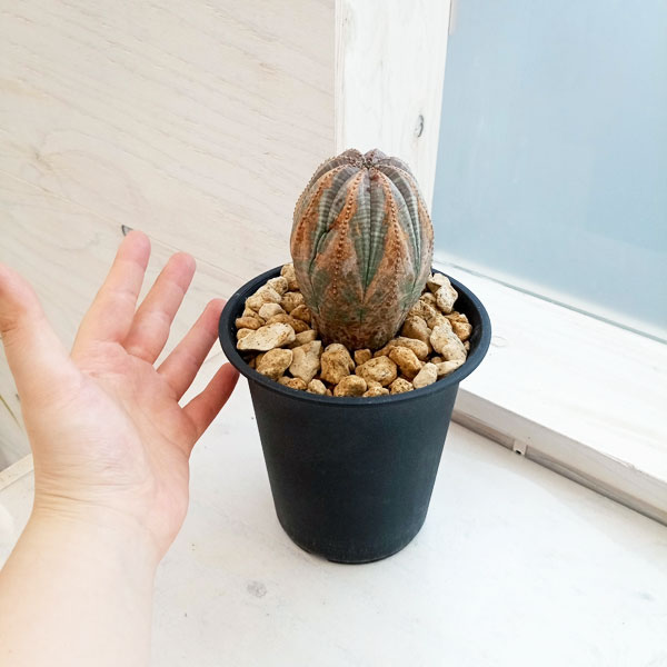 楽天市場】観葉植物/ユーフォルビア：オベサ 4号23-12 : 園芸ネット プラス