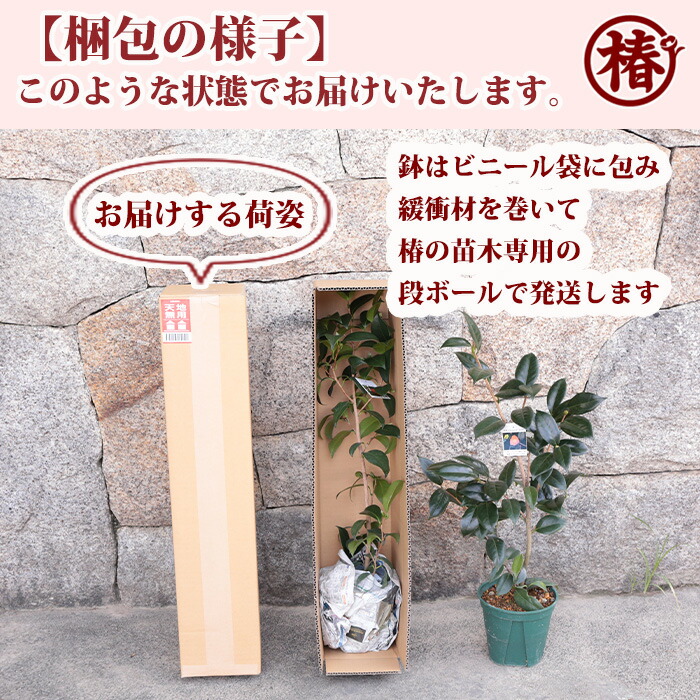 楽天市場】藤衣・ふじごろも15cmポット挿木苗・桃紫色～藤色を帯びる