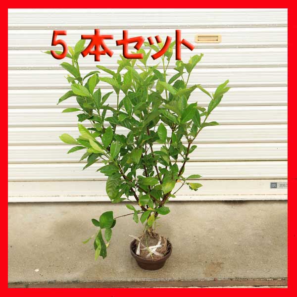 楽天市場】庭木：梔子（クチナシ）5本セット*【お得！】 送料無料