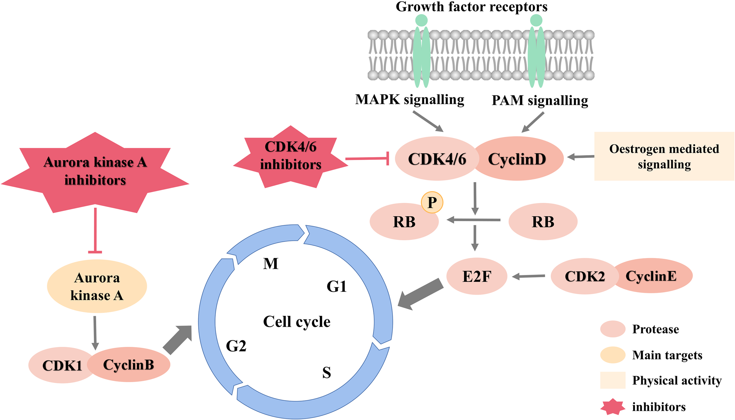 Frontiers | New Advances in Targeted Therapy of HER2-Negative