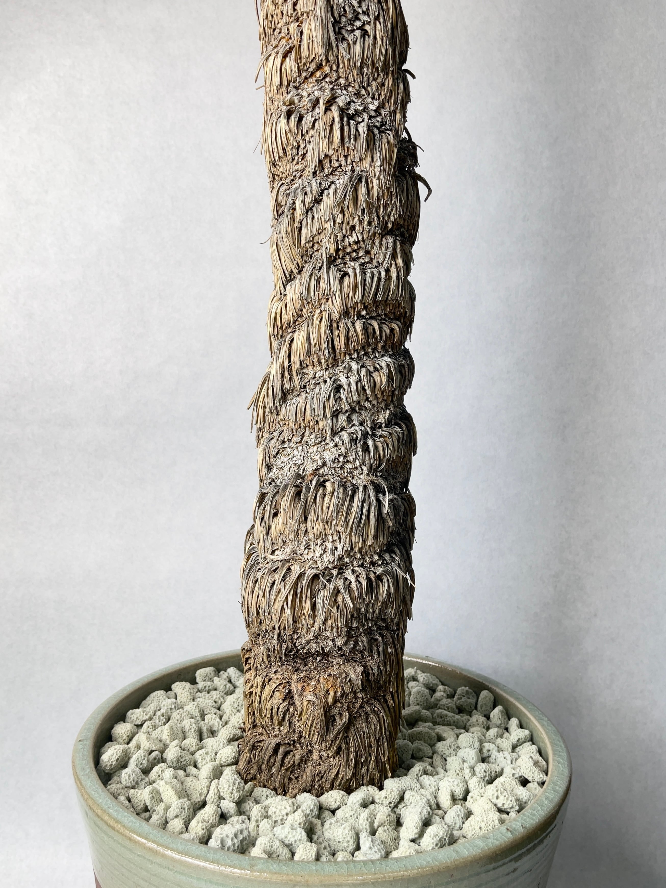 ユッカ・リネアリフォリア | trigger