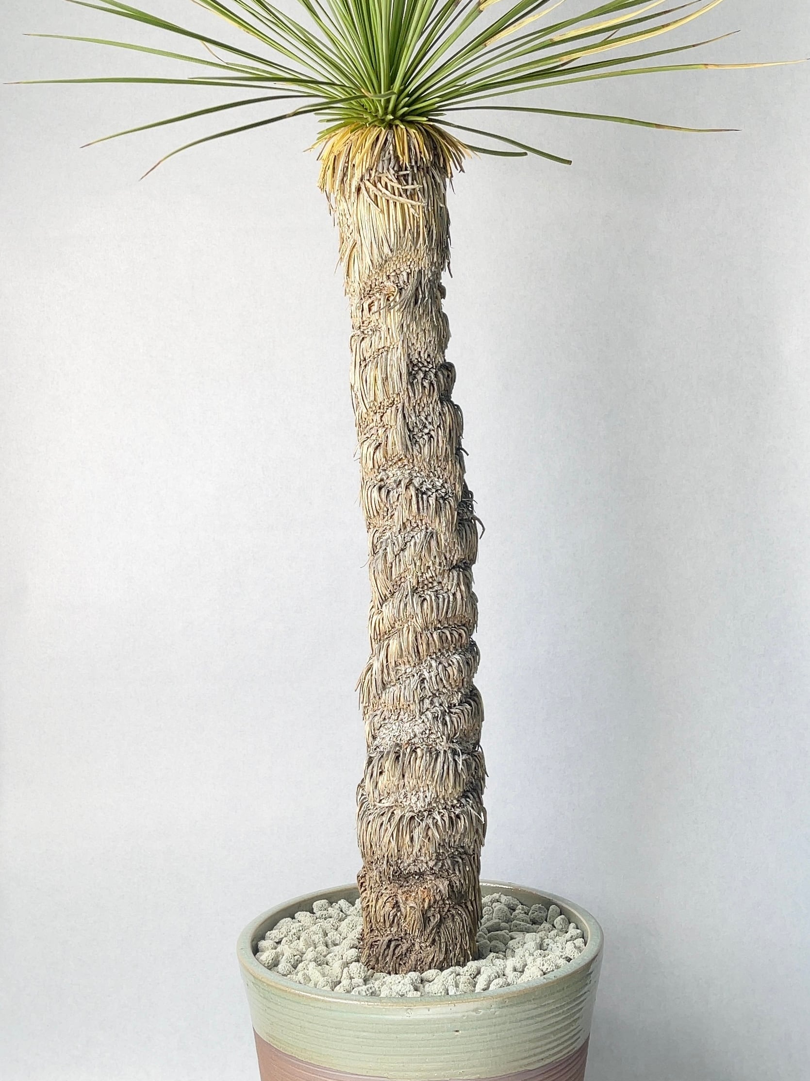 ユッカ・リネアリフォリア | trigger