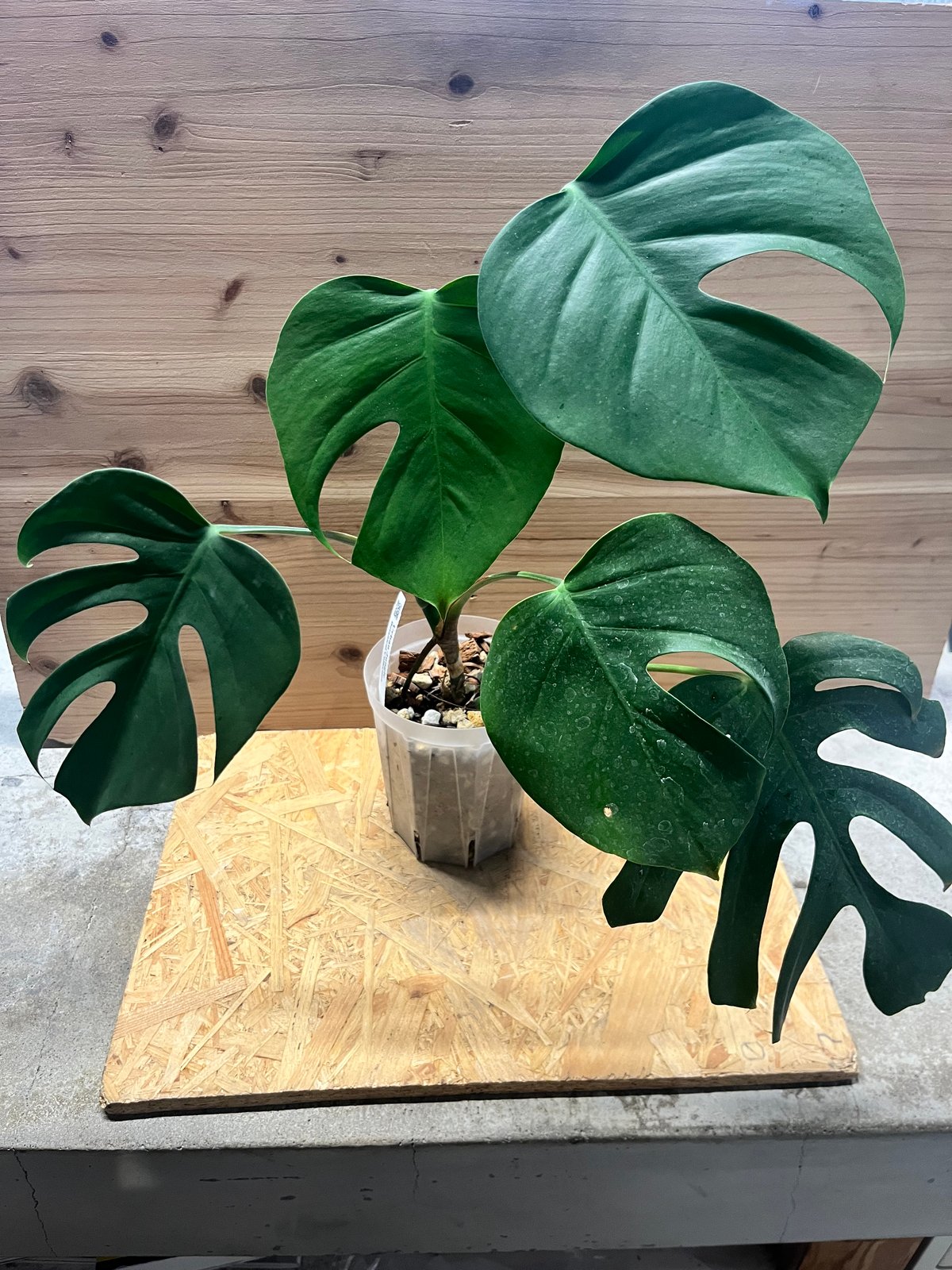 モンステラ デリシオーサvar.シエラナ | GREEN LUCK