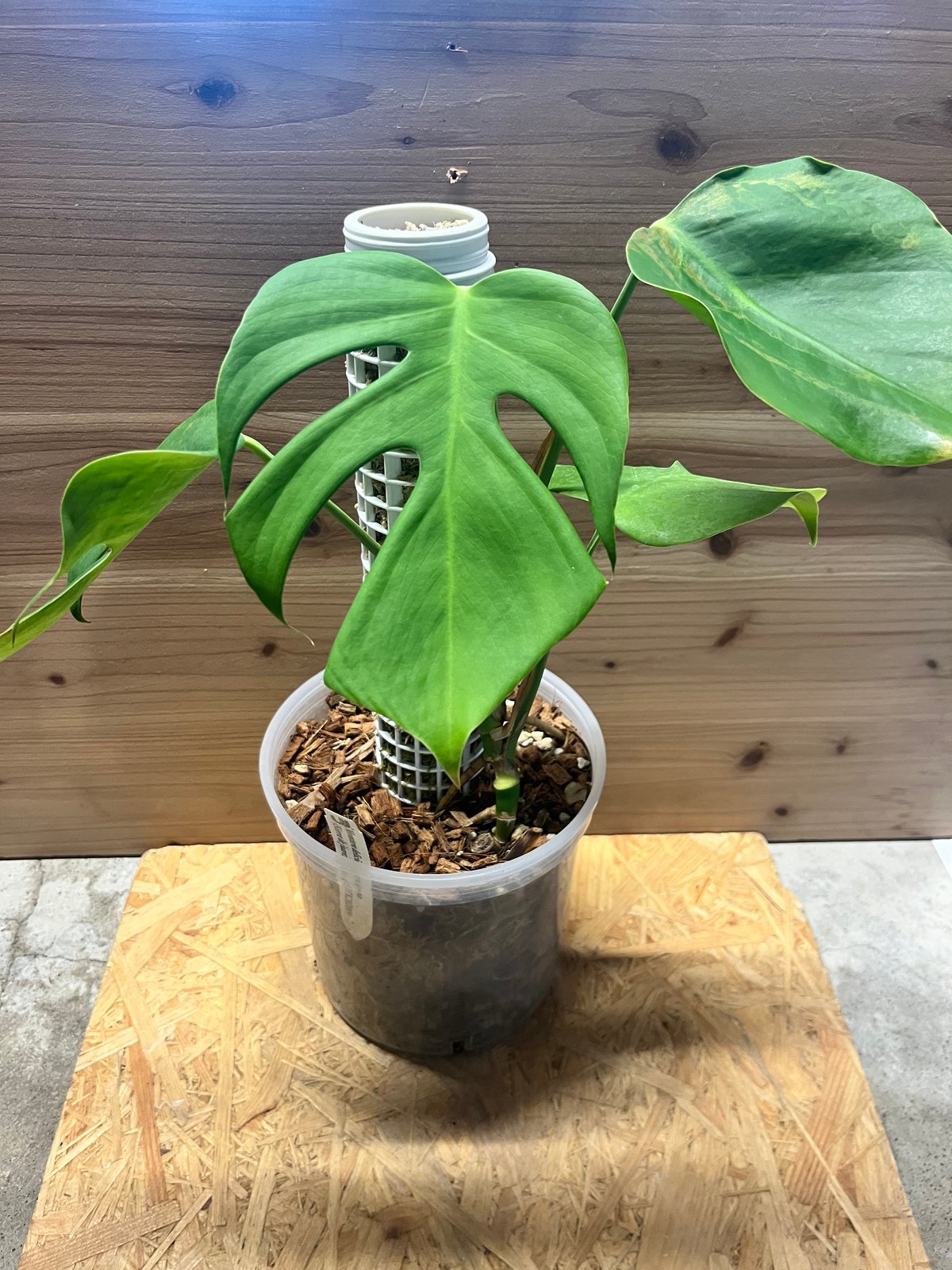 モンステラ デリシオーサvar.シエラナ | GREEN LUCK