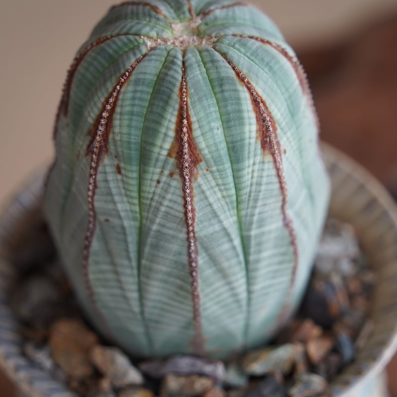 ユーフォルビア オベサ 木質化 φ7.5cm〈メス〉 × 杉山悠 作 4号 植木鉢