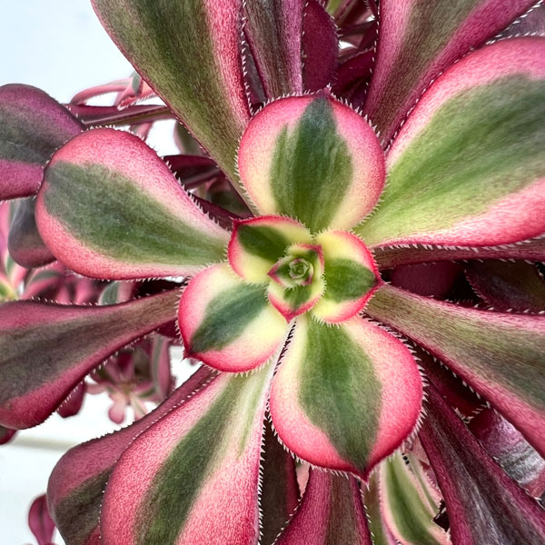 園芸ネット本店｜アエオニウム：シャネル 5.5号ポット の通販【公式】