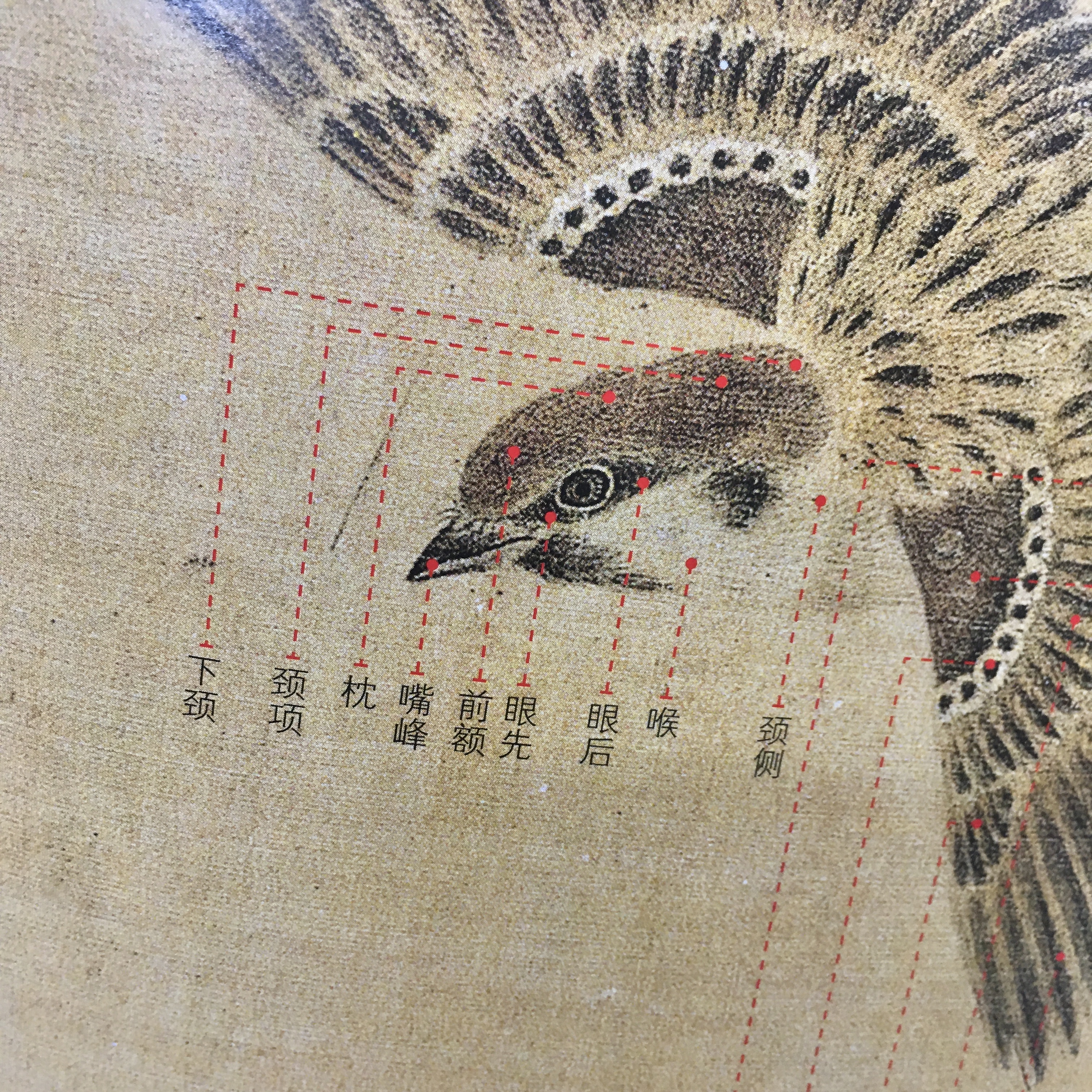 original.jpeg?1625144554