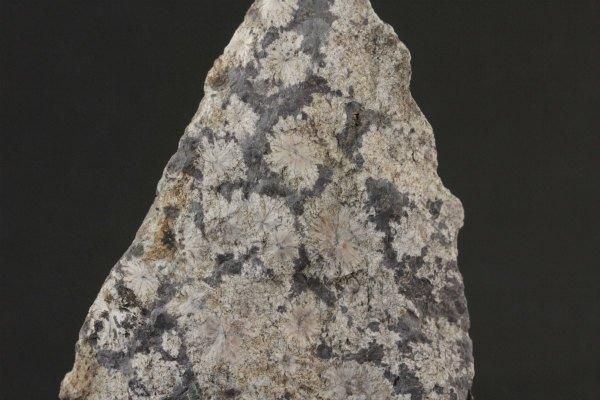 岐阜県奥飛騨産 白山菊紋石 原石 182g｜天然石 通販のキラリ石