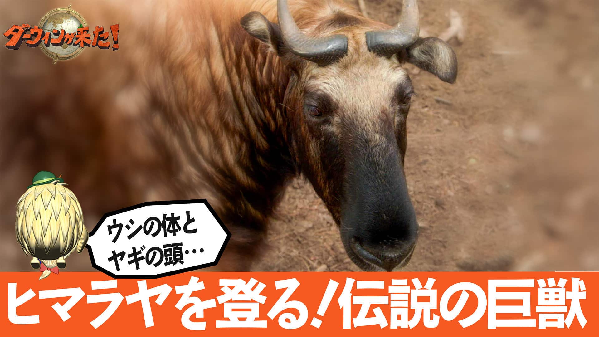 走れ!走れ!生きものたちの感動ラン2024」 | ダーウィンが来た! | NHK