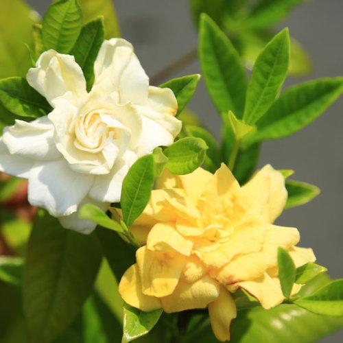 庭木苗：くちなし*（梔子）クチナシ ゴールドメダル 黄花クチナシ 黄花