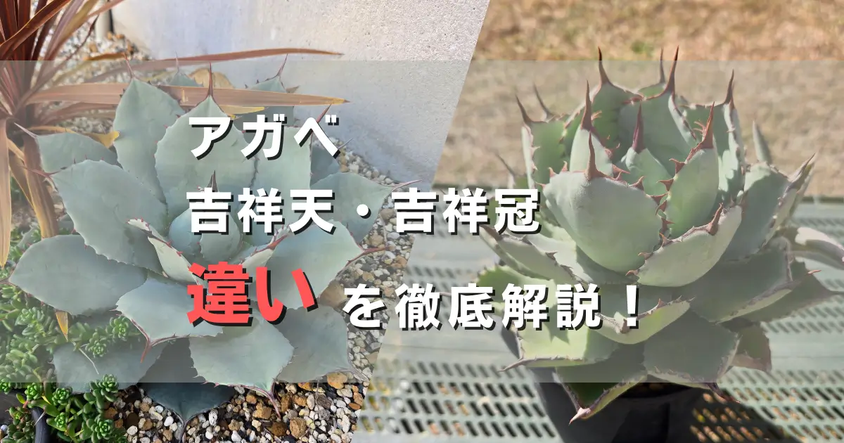 アガベ吉祥天と吉祥冠の違いを徹底比較！見分け方と特徴を
