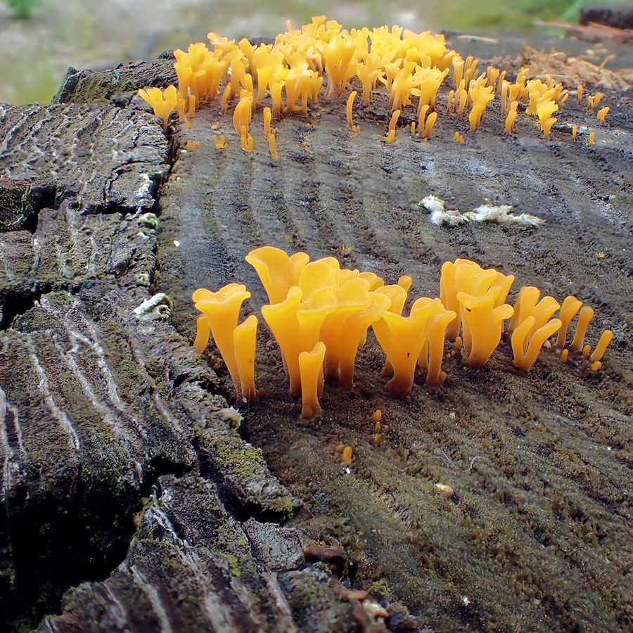 ツノマタタケ – 京都九条山自然観察日記