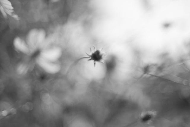 Nikkor-H.C 50mm f2 L39 Review作例 5cm ニコンのライカLマウント銘玉