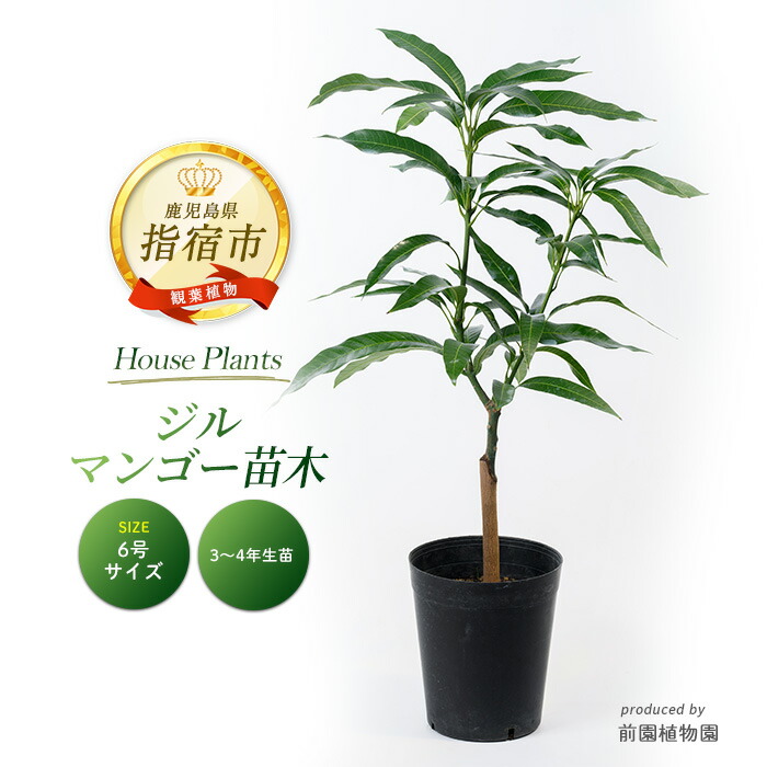 楽天市場】マンゴーの木 【玉文】 極太超特大苗 【大型宅配便】 北海道