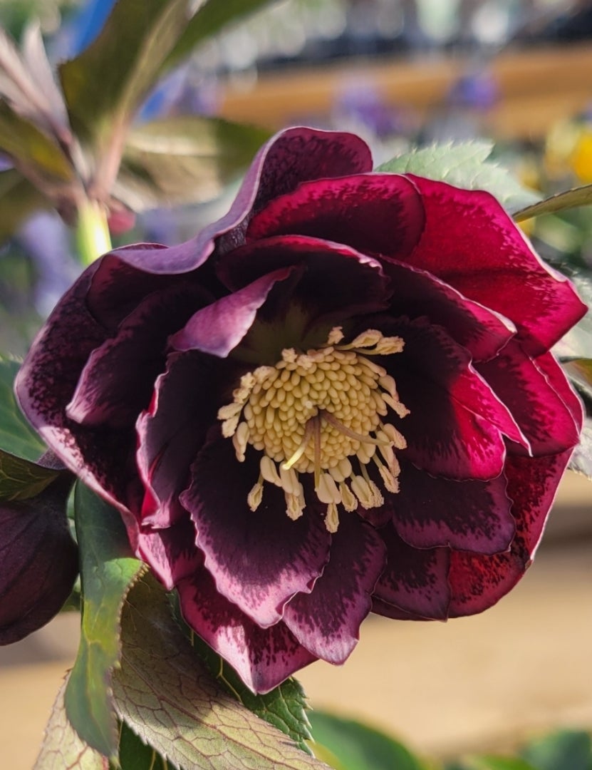 クリスマスローズフェア♪広瀬園芸さんのクリスマスローズが素敵でした