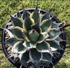 2026年最新】吉祥天錦の人気アイテム - メルカリ