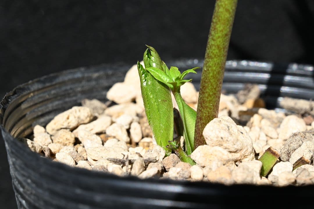 クリスマスローズ 珍品！グリーン多弁 加藤農園 - メルカリ