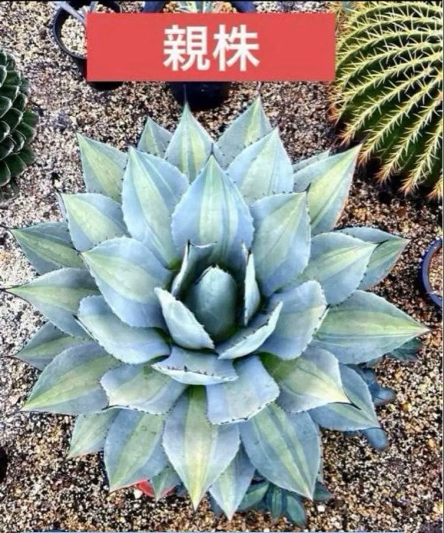 アガベ パリー 吉祥天錦 良色良形 極上株 アガベ・吉祥天（Agave parryi）の紹介・育て方 – ゆるぷ
