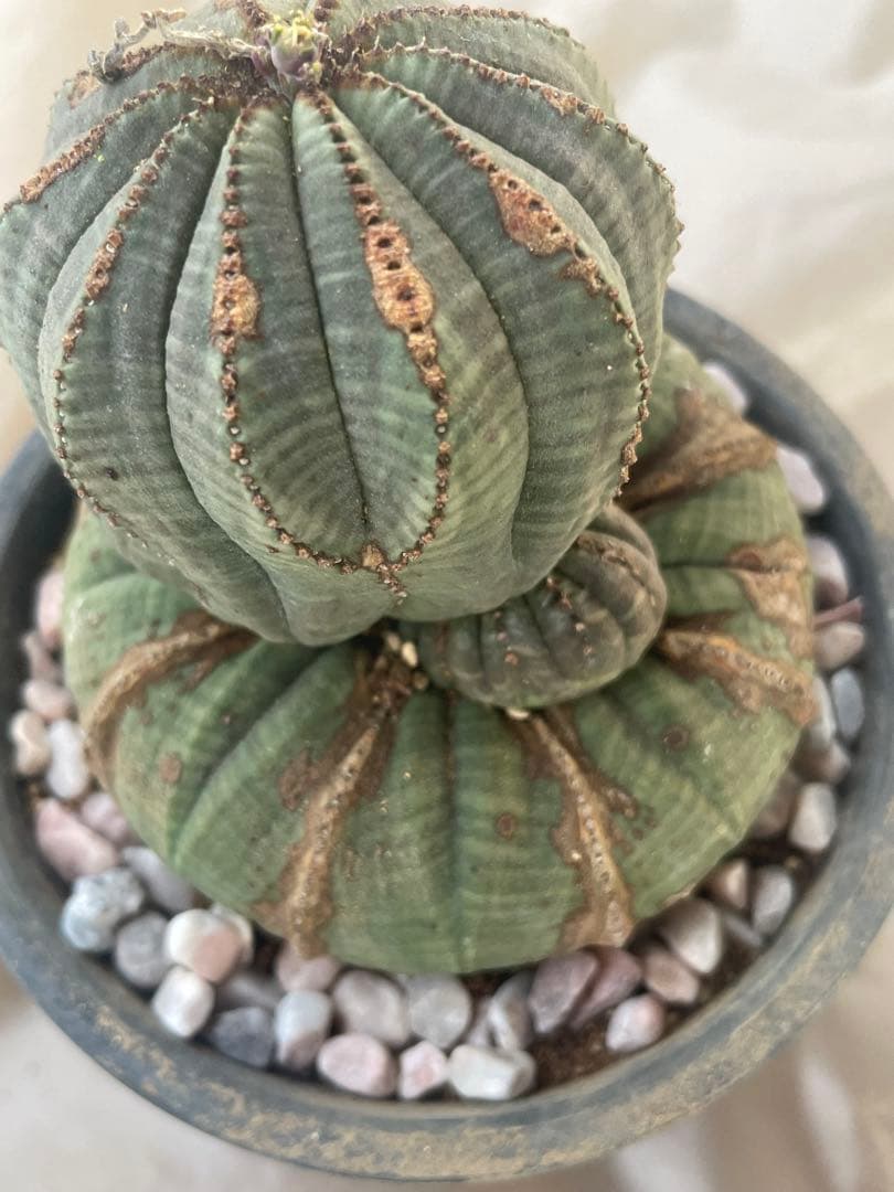 。*カ様 オベサ 4号サイズ 2024年7月入荷>ユーフォルビア オベサ | Euphorbia obesa | OB02