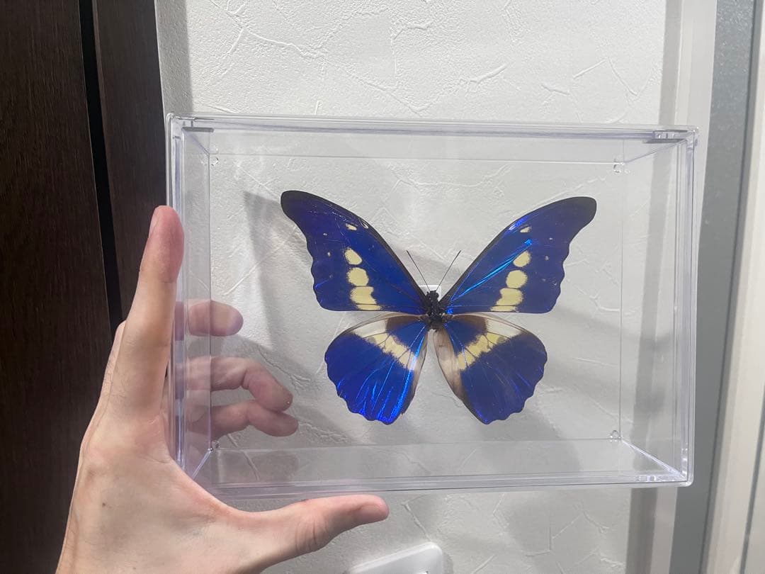 モルフォ蝶　標本 本日追加のモルフォ蝶標本🦋