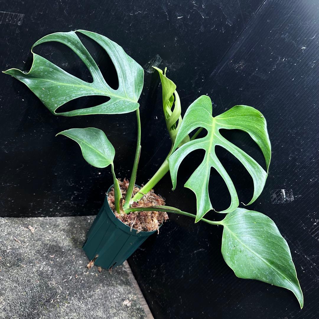 k*o様 モンステラデリシオーサシエラナオアハカ増殖株大株美葉個体レア モンステラデリシオーサシエラナオアハカ増殖株大株美葉個体50㎝