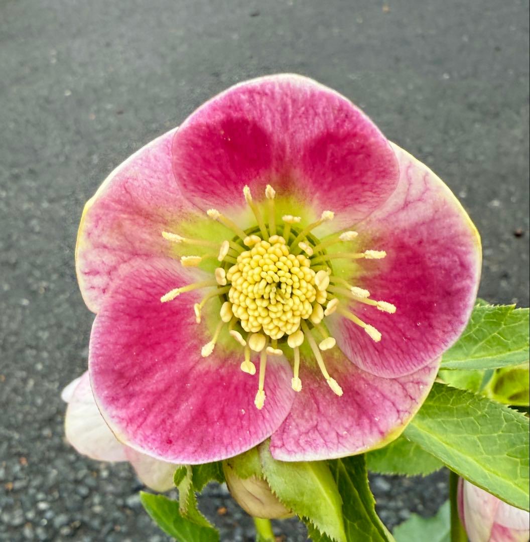 ★希少！★内弁鮮やかピンクパステリッシユストレイン★クリスマスローズ開花株 ☆希少！☆内弁鮮やかピンクパステリッシユストレイン☆クリスマス