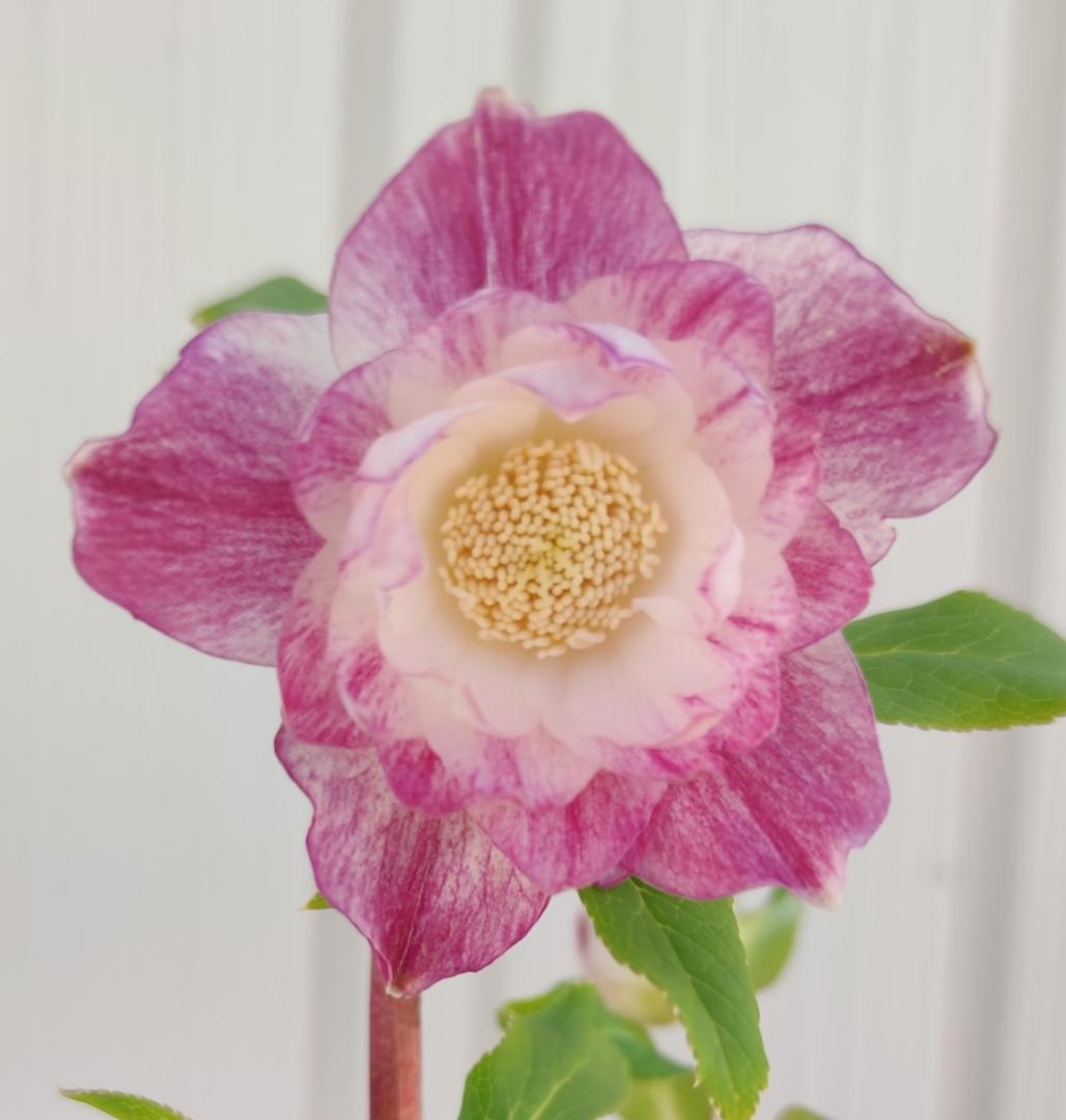 クリスマスローズ　広瀬園芸　やや多弁ピンクパープルグラデーションオーレア 広瀬園芸さんのクリスマスローズが入荷しました／ 山梨県の標高700m