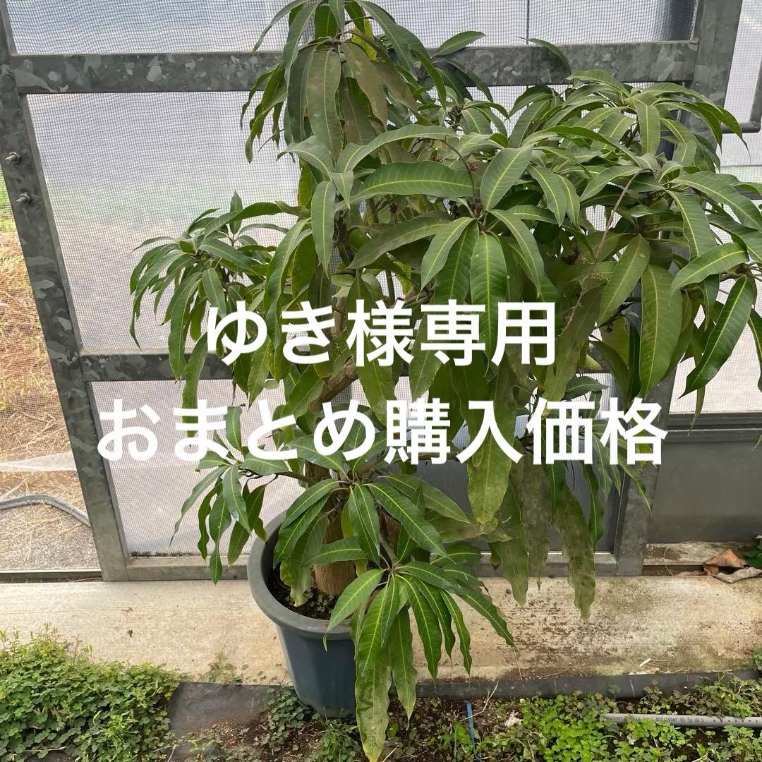 マンゴー苗　品種　グレン　10号特大 楽天市場】☆レア品種☆入荷しました！【指宿産 ゴールデンナゲット